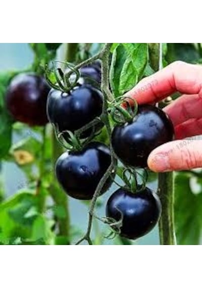25 Adet Tohum Nadir Black Domates Tohumu Çeri Cherry Siyah Domate