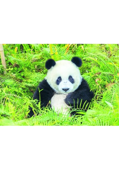 Panda Bear 500 Parça Puzzle