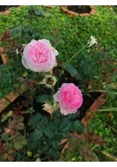 Videolu Yediveren Açık Pembe Kokulu 30 60 Cm 2 Adet Aşılı Gül Pink Rose