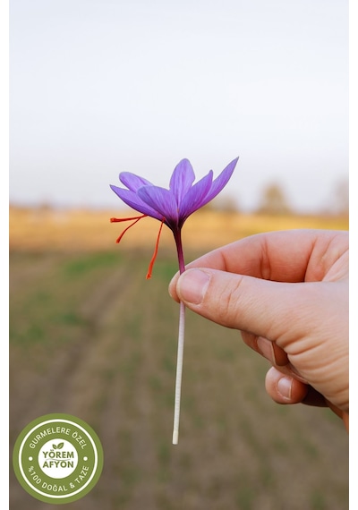 Yörem Afyon Meşhur Safranbolu Odun Ateşinin Yanında Kurutulmuş Yerli Mahsul Hakiki Safran Crocus Sativus 1gr