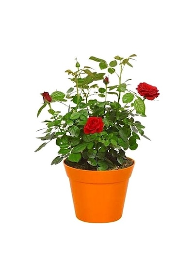 Kan Kırmızı Gül Fidanı 10-20 Cm