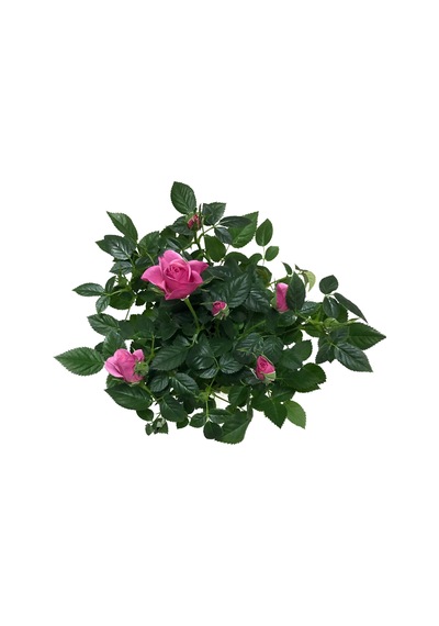 Rosa 'pink' Pembe Gül