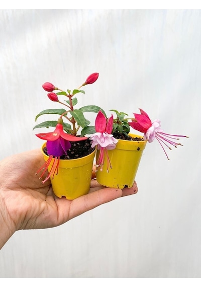 Gardenbox Mini Saksıda 2 Adet Küpeli Çiçeği Fidesi Karışık Renk Canlı