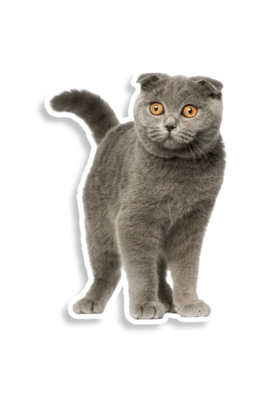 Iskoç Fold Kedi Araba Sticker Etiket Yapıştırma 18Cm
