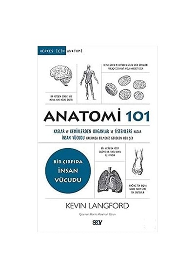 Anatomi 101: Kaslar Ve Kemiklerden Organlar Ve Sistemlere Kadar İnsan Vücudu Hakkında Bilmeniz Gereken Her Şey