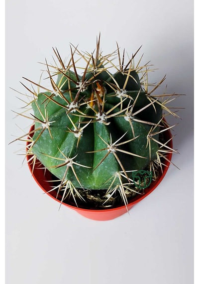 Şapkalı Kaktüs Melocactus Matanzanus 12 Cm Kırmızı Saksıda