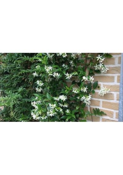 Serada Decor Plant Kokulu 70 Cm Saksılı Beyaz Arap Yasemini Çiçeği