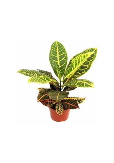 Kraton Salon Bitkisi 2 Adet - Croton Petra 30-50 Cm