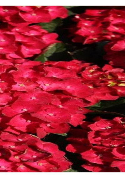Videolu Hoş Kırmızı Çiçekli Ortanca Fidanı 30-50 Cm Tüplü Çiçekli Bodur Bitkiler Red Hydrangea