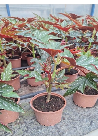 Çok Avantajlı Çınar Çilli Begonya Çiçeği 1 Adet Saksılı15-30cm İç Mekan Bitkisi