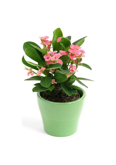 İthal İri Çiçekli Milli Dikenler Tacı Çiçeği Pembe Renk 20-40 Cm Saksılı Euphorbia Milii