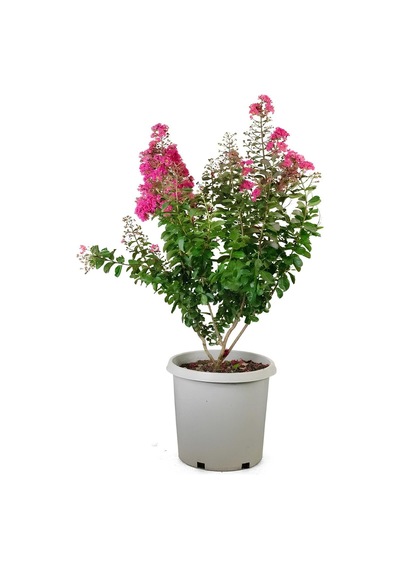 Oya Ağacı Pembe Renk 1 Adet Saksılı/tüplü 30-50cm Dış Mekan Bitkisi