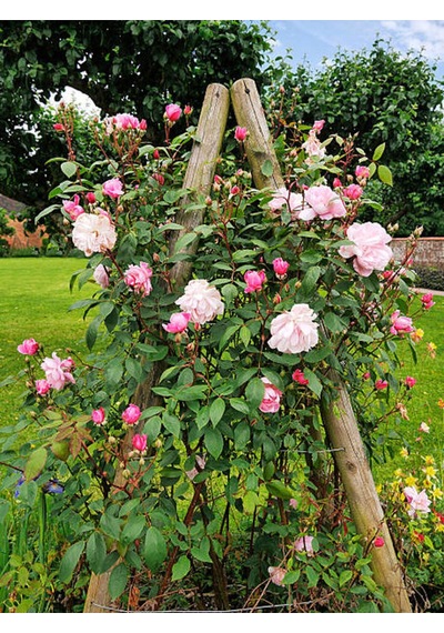 Videolu Pembe Ponpon Sarmaşık Gül Fidanı 1 Adet 80-120cm Dış Mekan Climbing Pink Ruffled Rose