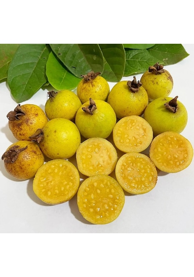 Üzüm Guava Fidanı Nadir Sarı Meyveli Egzotik Guava Çeşidi Psidium Guineense
