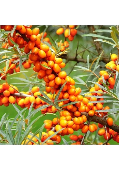 Tüplü Hippophae Rhamnoides Şifalı Yabani Yalancı İğde Fidanı
