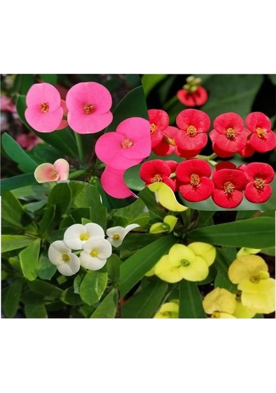 Videolu Kırmızı Milli Dikenler Tacı Çiçeği Fidanı 25-55 Cm Saksılı Iç Mekan Bitkileri Red Euphorbia