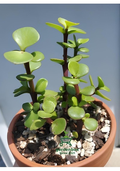 Para Çiçeği 1 Adet 8,5 Saksıda Dekoratif Canlı Bitki 10-15cm