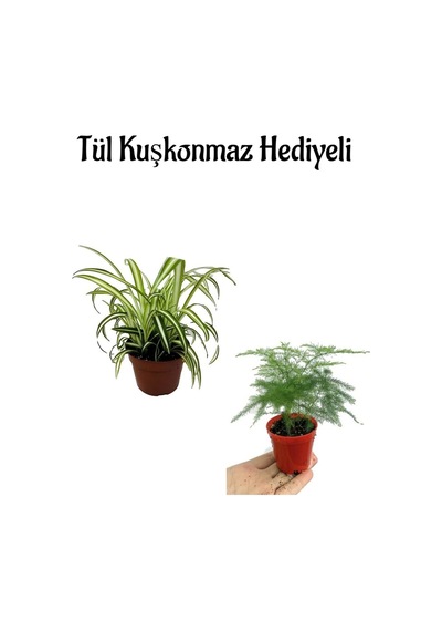 Anneler Gününe Özel Hediyelik Kurdele Çiçeği Tül Kuşkonmaz Hediyeli