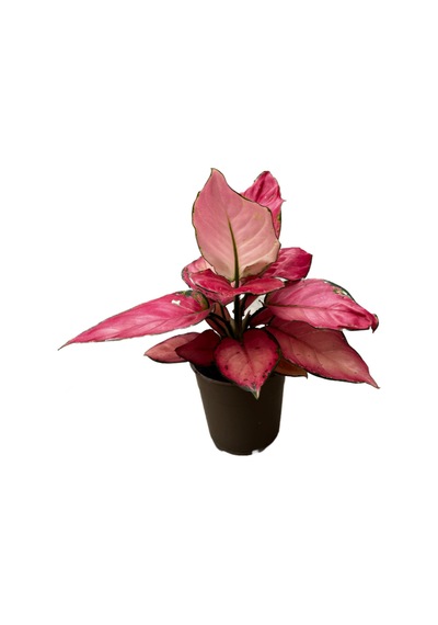 Aglaonema 'pink Star' Çin Herdemyeşili