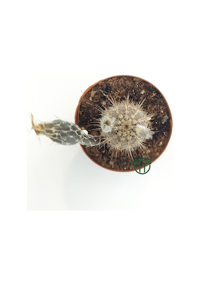 Echinocereus Mirabilis 5.5 Cm Saksıda