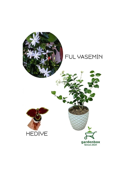 Mis Kokulu Katmerli Ful Yasemin Çiçeği 1 Adet Saksılı 30-60cm+yaprak Güzeli