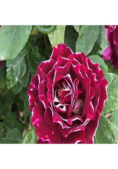 Tr Kokulu Clove Rose Karanfil Yediveren Sarmaşık Gül 5 Adet