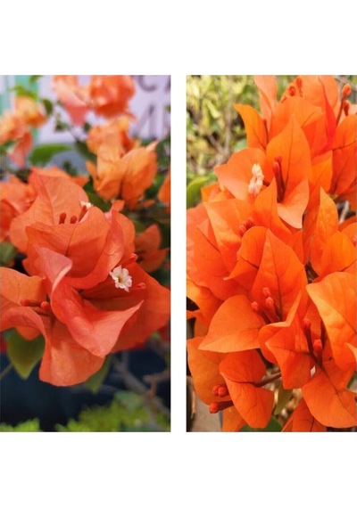 Nadir Bulunan Turuncu Begonvil Sarmaşığı 40-50 Cm Tüplü Çiçekli Bodur Bitki Bougainvillea