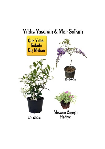 Kokulu Yıldız Yasemin Çiçeği+mor Salkım Ağacı Fidanı Mezem Çiçeği Peyzaj Seti