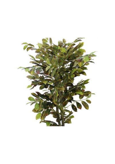 Yapay Kraton Ağacı 130 Cm Yeşil