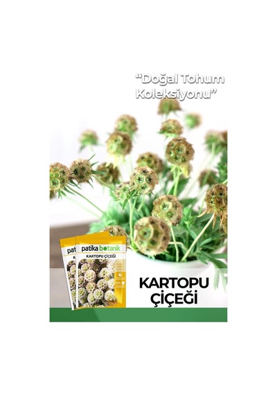 5 Adet Kartopu Çiçeği Tohumu