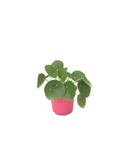 Pilea Peperomioides (Para Çiçeği) Ø8,5 CM Y10-15 CM