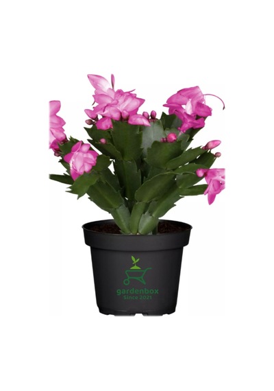 Pembe Renk Saksılı 1 Adet Yılbaşı Çiçeği Pink Schlumbergera Truncata