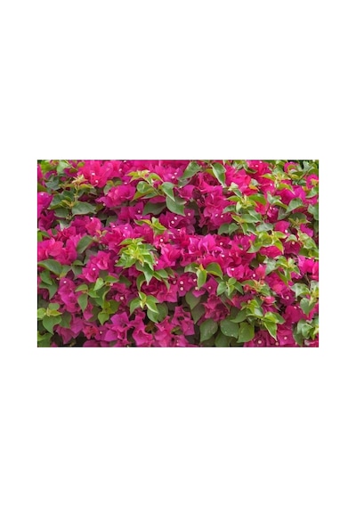 Sarılıcı Fuşya Begonvil Fidanı 10-20 Cm