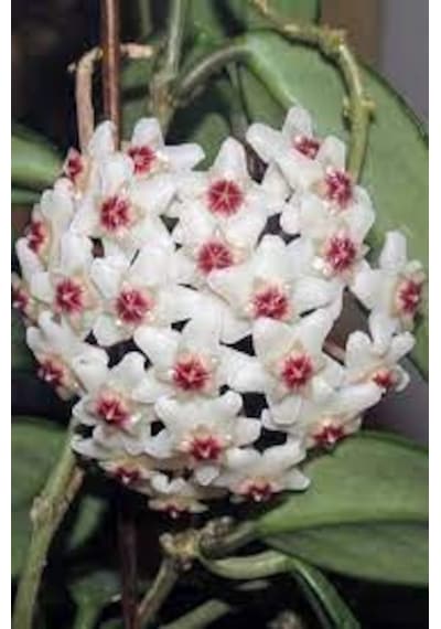 20 Adet Tohum Hoya Kornosa Mum Çiçeği Tohumu Karışık Mum Çiçeği