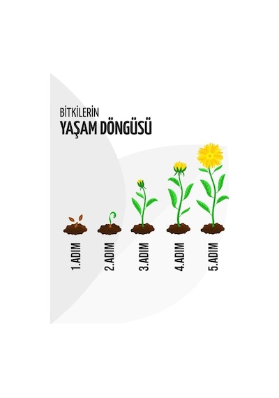 Edinçik Karası Üzüm Fidanı 2 Yaş 40 Cm 60 Cm Bol Verimli
