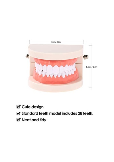 Diş Modeli Diş Çocuk Diş Öğretim Modeli Yetişkin Diş Diş Etleri Okuyan Çocuklar Için Standart Gösteri Aracı
