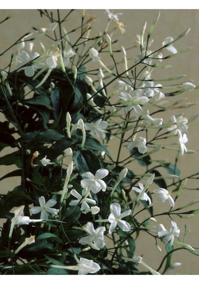 Bitkim Sende Arap Yasemini Yasemin Fidanı 40 60 Cm 1 Adet Saksılı/tüplü Rhyncospermum Jasminoides