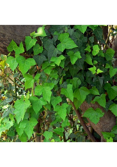 Tüplü Hedera Helix Orman Sarmaşığı Fidanı 100-150 Cm