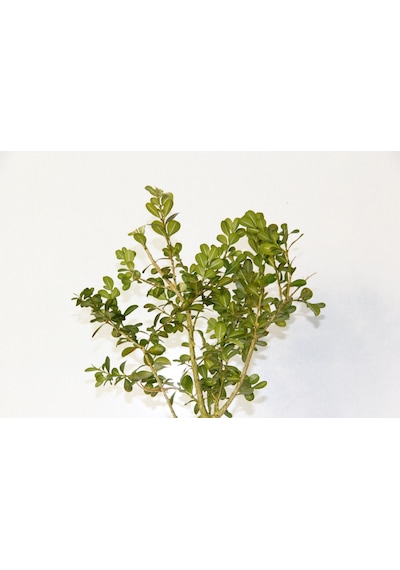 BONSAİ BUXUS 2 ADET - HEDİYELİK BONSAİ (Orange Saksı)