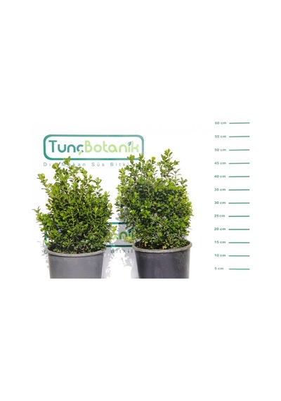 Şimşir Rotundifolia 5 Adet Paket-4 Mevsim Yeşil Çit Bitkisi