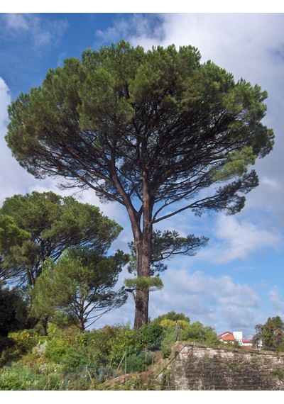 Fıstık Çamı Fidanı 3 Adet - Pinus Pinea