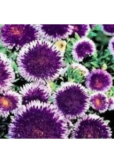 10 Adet Tohum Aster Çiçeği Tohumu Saksı Toprak