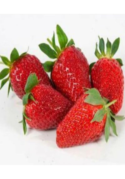 20 Ad. Soğuk.dayanıklı Açık Kök Frigo Tz.yediveren Çilek Fidanı