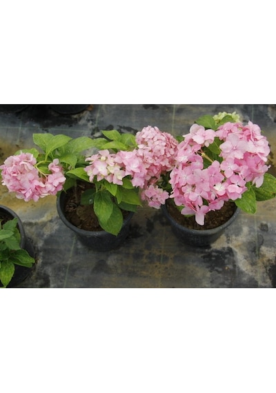 Ortanca Fidanı 5 Adet - Saksılı 20-40 Cm