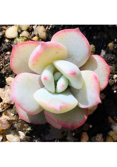 10 Adet Echeveria Laui Succulent Tohumu
