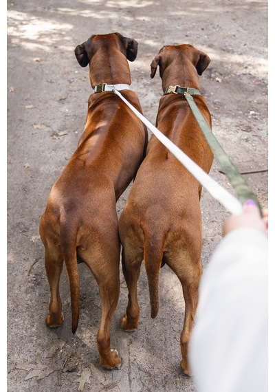 Beeztees Dbl Köpek Tasması, Kadife, Nefti, 48-70cm, 25mm Çok Renkli