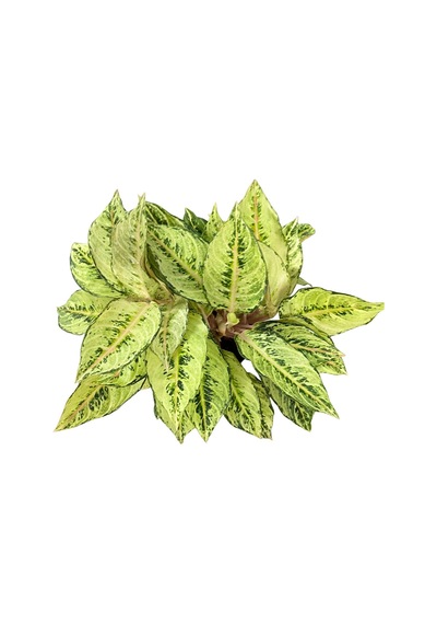 Aglaonema 'chartreuse Pretty' Çin Herdemyeşili