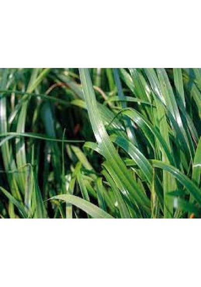 Firba İtalyan Çimi, Süt Otu, RyeGRass, Rey GRass, Obelix 1 KG