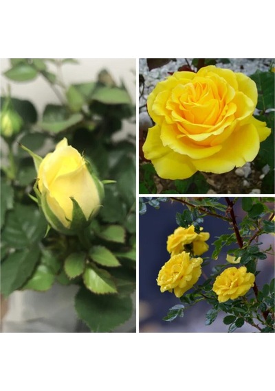 Videolu 1 Adet Anneler Günü Için Hediyelik Sarı Gül Fidanı 20-40 Cm Tüplü Çiçekli Bodur Yellow Rose