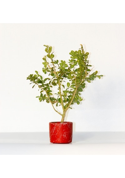 BONSAİ BUXUS 2 ADET - HEDİYELİK BONSAİ (Kırmızı Saksı)